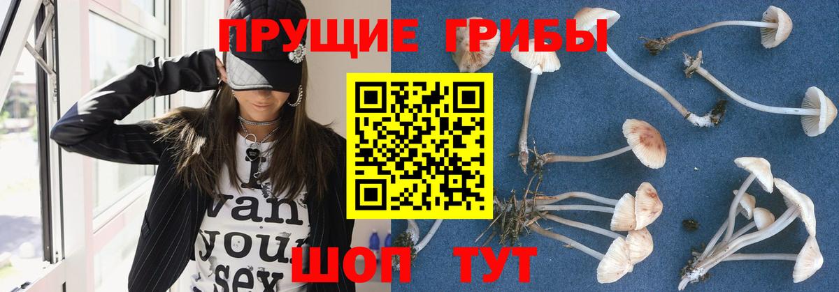Мценск  Псилоцибиновые грибы ЛСД  Вход с VPN 